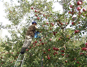 フジりんごの収穫