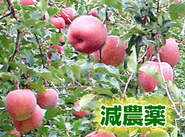 減農薬のリンゴ